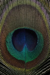 Peacock feather