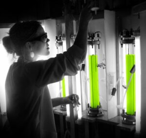 Algae cultivation in a photobioreactor