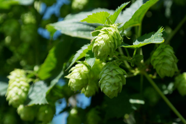 Forschung mit Hopfen: Mehr als die Seele eines Bieres
