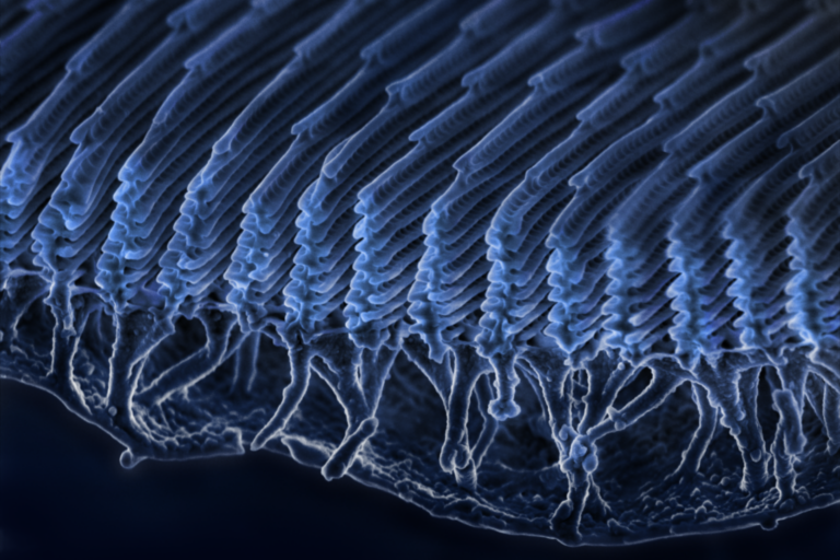 CBI-Forschung zu Strukturfarben auf Geo.de